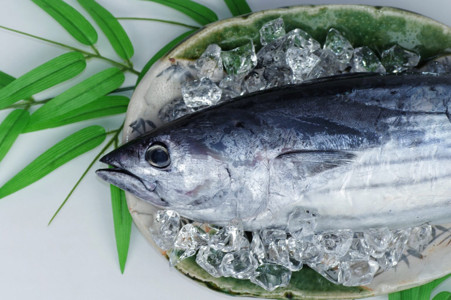 カツオ（鰹）の魅力を極める：初鰹と戻り鰹の違い、旬、味覚、調理技法まで徹底解説 | モフネット